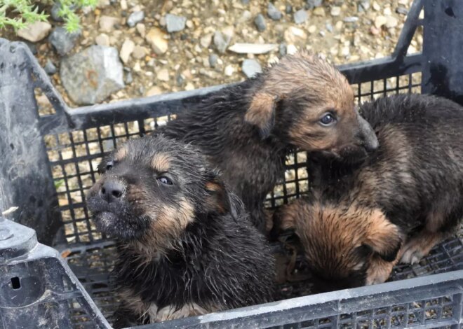 Samandağ’da Yavru Köpekler Su Tahliye Borusundan Kurtarıldı